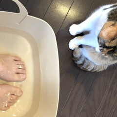 足湯/おうち/猫 大掃除頑張ったので、足湯のご褒美してます…(1枚目)