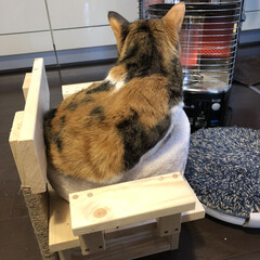 縞三毛/リュリ/ペット/猫/にゃんこ同好会/DIY 手作り猫ソファに腰掛けるリュリ。
いつも…(1枚目)