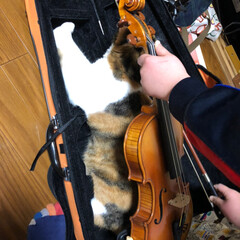 習い事/バイオリン/ペット/猫 息子のバイオリンケースに入り込むリュリさ…(3枚目)