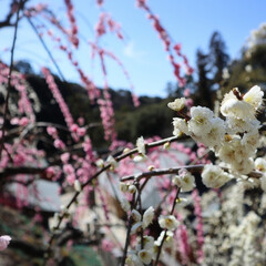 おでかけ/春の一枚 梅の花がとてもキレイでした。
春はお花が…(2枚目)
