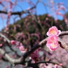 おでかけ/春の一枚 梅の花がとてもキレイでした。
春はお花が…(1枚目)