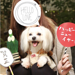 お正月/ペット/犬/おでかけ/ペット仲間募集/わんこ同好会 お正月用写真の撮影協力に🎍
ほほるの…