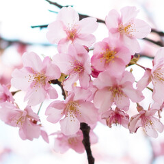 お散歩/ピンクが可愛い/桜まつり/春/おでかけ 春が来る～🌸(3枚目)