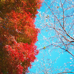 四季桜/青空/お散歩/紅葉/秋/おでかけ (2枚目)