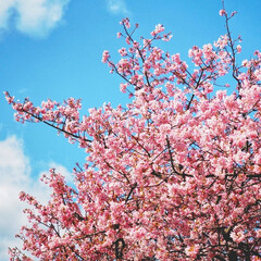 お散歩/ピンクが可愛い/桜まつり/春/おでかけ 春が来る～🌸(5枚目)