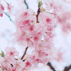 お散歩/ピンクが可愛い/桜まつり/春/おでかけ 春が来る～🌸(2枚目)