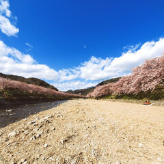 お散歩/ピンクが可愛い/桜まつり/春/おでかけ 春が来る～🌸(6枚目)