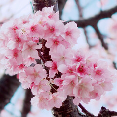 お散歩/ピンクが可愛い/桜まつり/春/おでかけ 春が来る～🌸(4枚目)