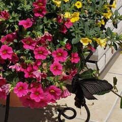 フォロー大歓迎/風景/令和元年フォト投稿キャンペーン うちの玄関の唯一のお花のところにアゲハ蝶…(1枚目)