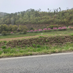 信州/春のフォト投稿キャンペーン/令和の一枚 信州にて 桜でしょうか？
花桃でしょうか…(4枚目)