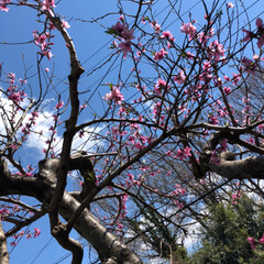 春の一枚 桃の花 満開です。(2枚目)