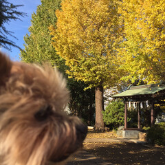 ペット/犬/秋 お散歩中、紅葉を楽しむ
アランおじいちゃ…(1枚目)