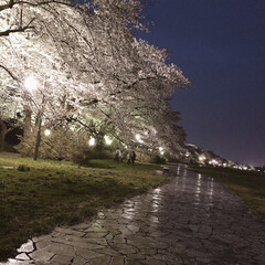 綺麗/夜桜/桜/春のフォト投稿キャンペーン/春 夜桜も綺麗🌸✧*(1枚目)