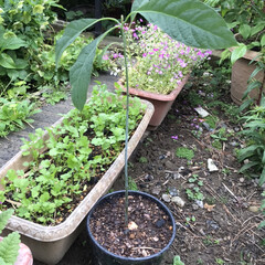 アボカド栽培/わたしのGW アボカド🥑を鉢植えしました。
水耕栽培だ…(1枚目)