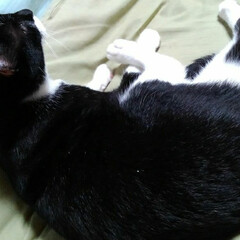 白黒猫/お昼寝/フォロー大歓迎/LIMIAペット同好会/にゃんこ同好会/うちの子ベストショット 僕だって一人で寝られるにゃん🎵💤😻(6枚目)