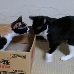 姉弟猫/仲良し/段ボール/いいね/ペット/ねこ/... 段ボール大好きな三匹
空き箱を見つけてす…(2枚目)