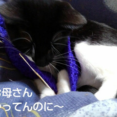 白黒猫 編み物する紗夢
(4枚目)