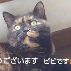 猫のいる生活/にゃんこ同好会/にゃんこ日めくり/猫の気持ち おはようございます
ビビです

6月13…(1枚目)