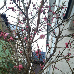 玄関先の春 やっと紅梅と椿が咲き始めました(1枚目)