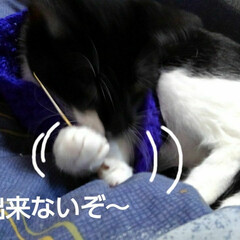 白黒猫 編み物する紗夢
(3枚目)