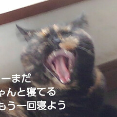 猫のいる生活/にゃんこ同好会/にゃんこ日めくり/猫の気持ち おはようございます
ビビです

6月13…(3枚目)