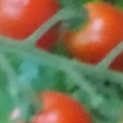 風景 畑のプチトマトが
可愛くなってます

蝉…(2枚目)