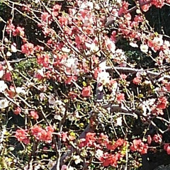 春/花のある暮らし 二色の入った(赤、白）ボケの花
春を感じ…(2枚目)