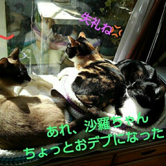 にゃんこ同好会/三姉弟猫 天気のいい日の窓辺の界隈
(こんなであっ…(3枚目)