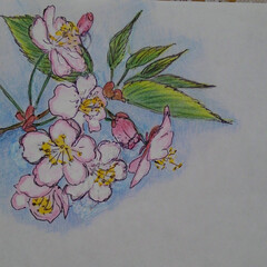 枯れないお花達、春編 桜情報が流れ出しましたね🌸🌸🌸
私の春の…(1枚目)
