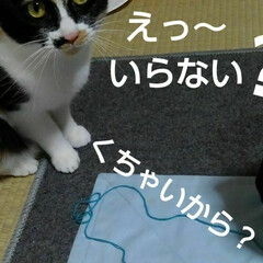 リミアペット同好会/三毛猫/白黒猫 歯間ブラシ生産
(5枚目)