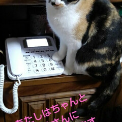 猫のいる暮らし/にゃんこ同好会 紗夢と沙羅が電話の上やプリンターに
乗っ…(4枚目)