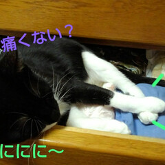 白黒猫/フォロー大歓迎 引き出しの中で
昼寝の紗夢(3枚目)