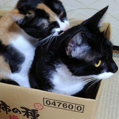 姉弟猫/仲良し/段ボール/いいね/ペット/ねこ/... 段ボール大好きな三匹
空き箱を見つけてす…(3枚目)