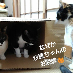 三姉弟猫/にゃんこ同好会 昨日の3にゃんずの箱遊び
(7枚目)