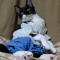 白黒猫/浴衣/フォロー大歓迎/LIMIAペット同好会/にゃんこ同好会/ブルー/... 僕も浴衣でモデルさん
ちょっと恥ずかしい…(4枚目)