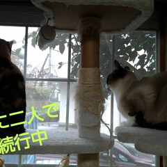 三姉弟猫/猫のいる生活/にゃんこ同好会/にゃんこ日めくり おはようございます🙀🙀🙀
雨降りの朝です…(5枚目)