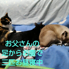 猫のいる暮らし/にゃんこ同好会 お父さんと3にゃんずのお昼寝
三匹が乗っ…