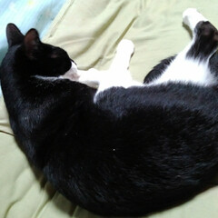 白黒猫/お昼寝/フォロー大歓迎/LIMIAペット同好会/にゃんこ同好会/うちの子ベストショット 僕だって一人で寝られるにゃん🎵💤😻(8枚目)