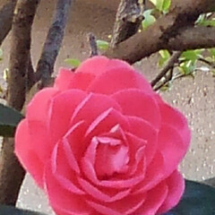 風景/春/花のある暮らし 可愛い乙女椿も咲きました
一つだけ真っ赤…(2枚目)