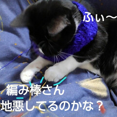 白黒猫 編み物する紗夢
(6枚目)