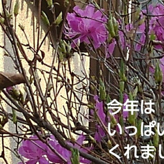 花のある生活/風景/春 うー君のお家前のミツバツツジ
去年は3個…(2枚目)