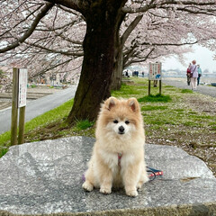 春/お花見/犬/犬のいる生活/わんこ同好会 こんにちは
またまた蘭子ちゃんの登場です…(1枚目)