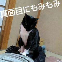 猫のいる生活/白黒猫/にゃんこ同好会 紗夢ちゃん　マッサージ出来ました🙀(3枚目)