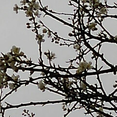 春/桜 お出かけ先の桜(2月15日）

(2枚目)