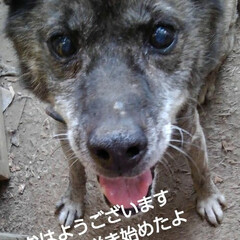 風景/春/わんこ同好会 おはようございます🐶
3月19日 木曜日…