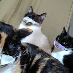 三姉弟猫/猫のいる生活/にゃんこ同好会/にゃんこ日めくり おはようございます
4月6日　月曜日です…(3枚目)