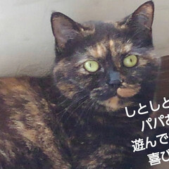 猫のいる生活/にゃんこ同好会/にゃんこ日めくり/猫の気持ち おはようございます
ビビです

6月13…(2枚目)