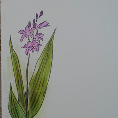 枯れないお花達、春編 山梨の実家から筍を頂いたので描いたもの
…(4枚目)