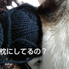 にゃんこ同好会/シャム猫 るっちゃんの枕
編み物中の母の毛糸
(3枚目)