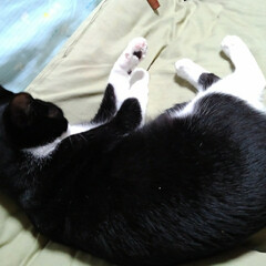 白黒猫/お昼寝/フォロー大歓迎/LIMIAペット同好会/にゃんこ同好会/うちの子ベストショット 僕だって一人で寝られるにゃん🎵💤😻(9枚目)